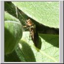 Anthaxia viridis - Prachtkaefer w01.jpg